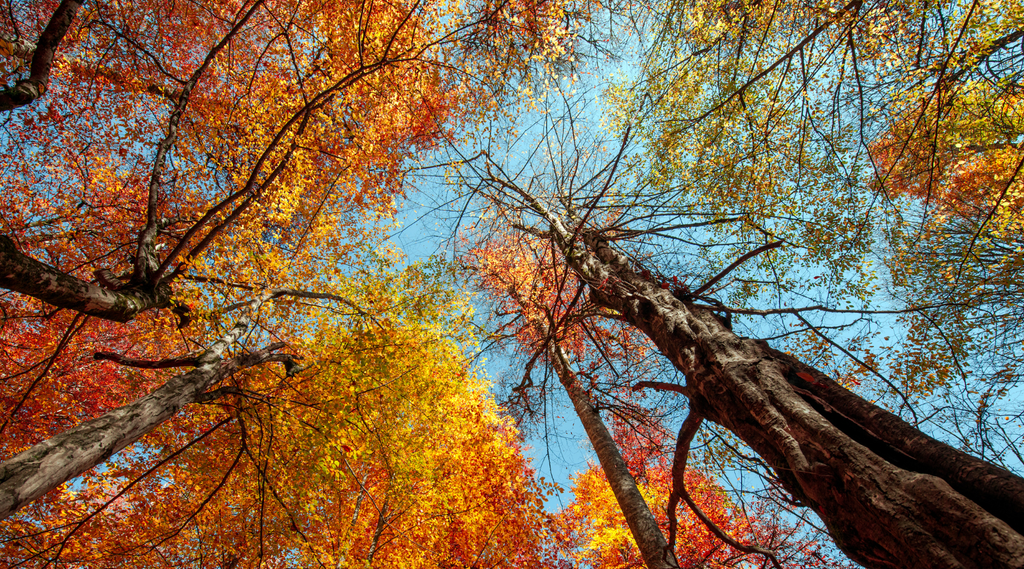 Verminderde weerstand in de herfst? 4 natuurlijke tips om dit te voorkomen