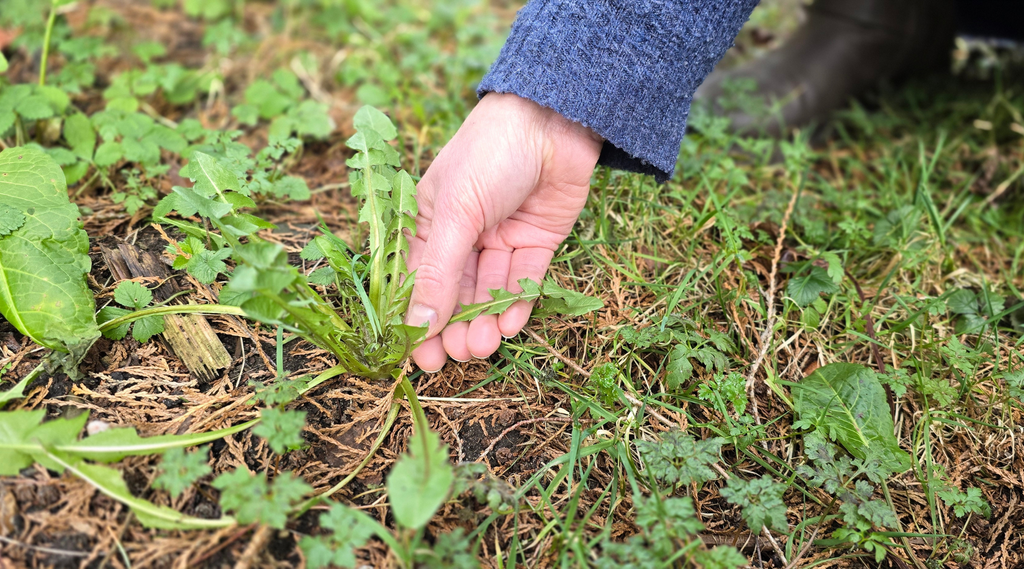 Detox paardenbloem
