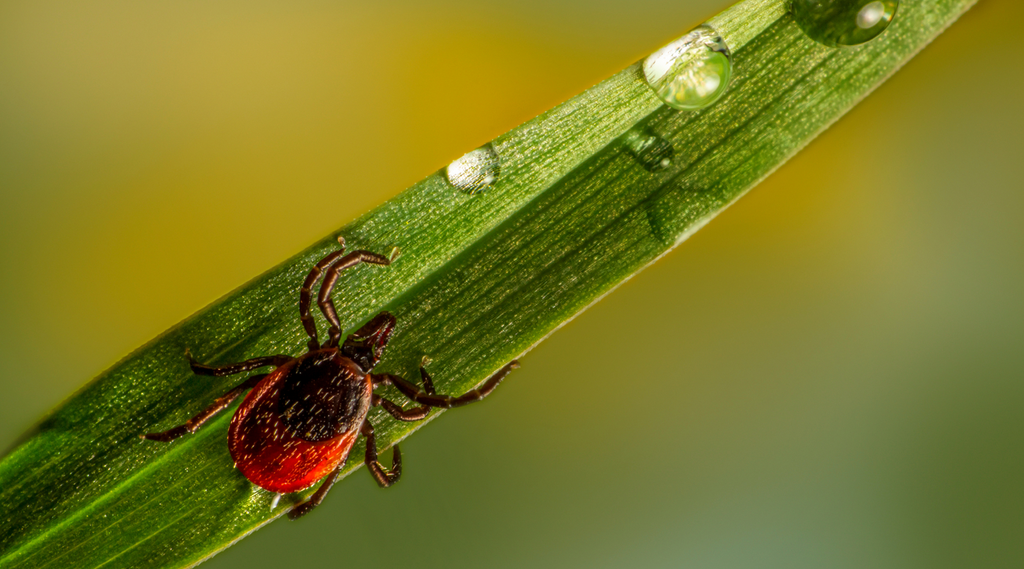 Hoe voorkom je een tekenbeet en zo de Ziekte van Lyme?