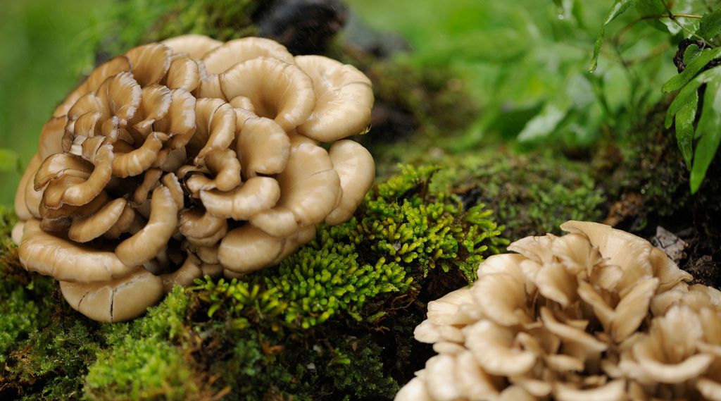 Medicinale Paddenstoel Maitake