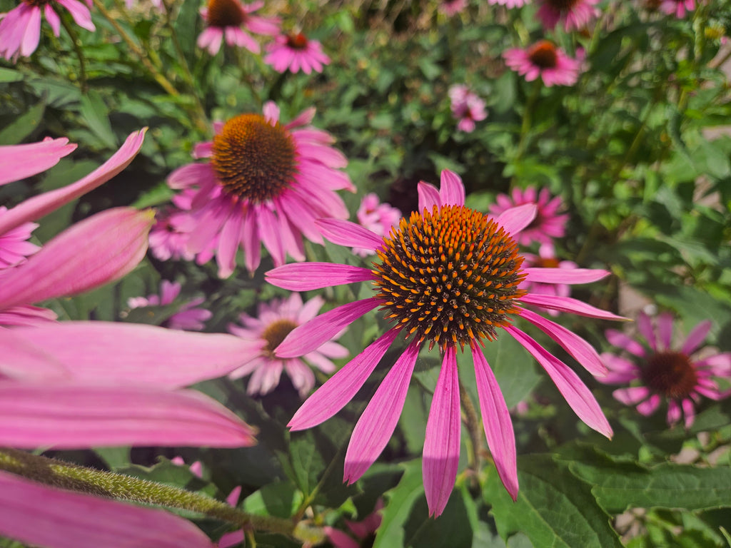 Echinacea bloem