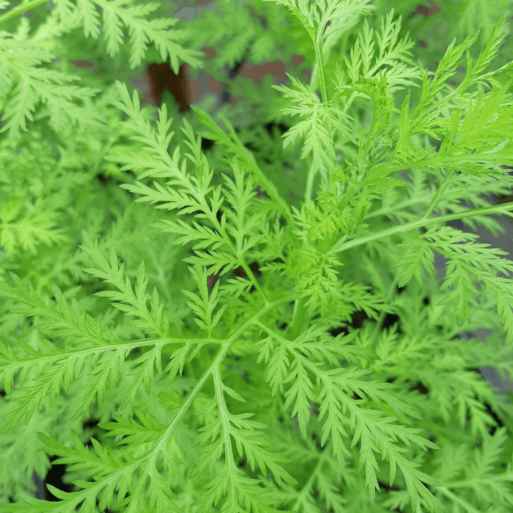 Artemisia Annua plant