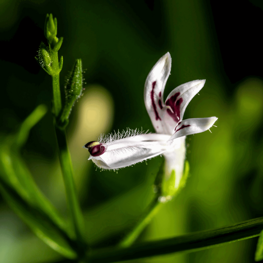 Andrographis_plant