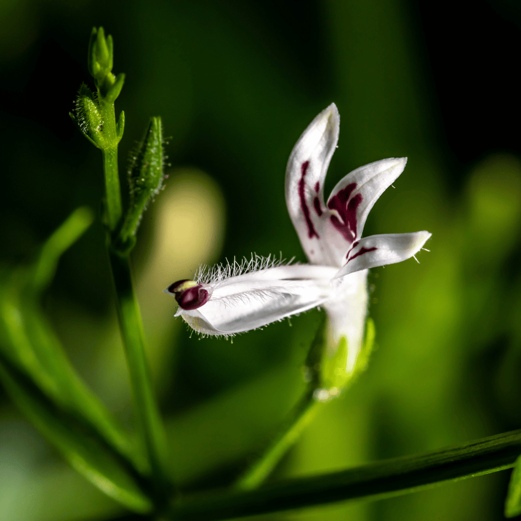 Andrographis plant bloem