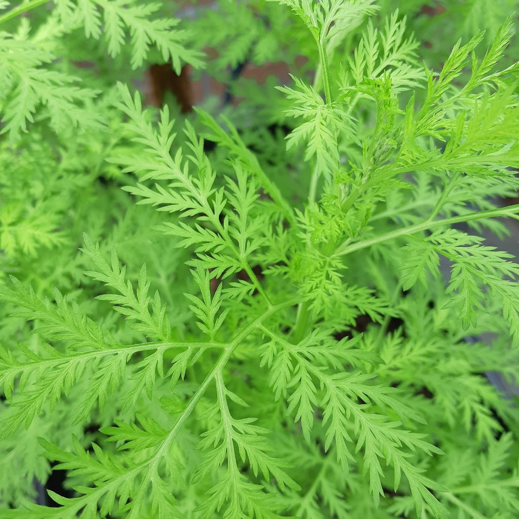 Artemisia_Annua plant