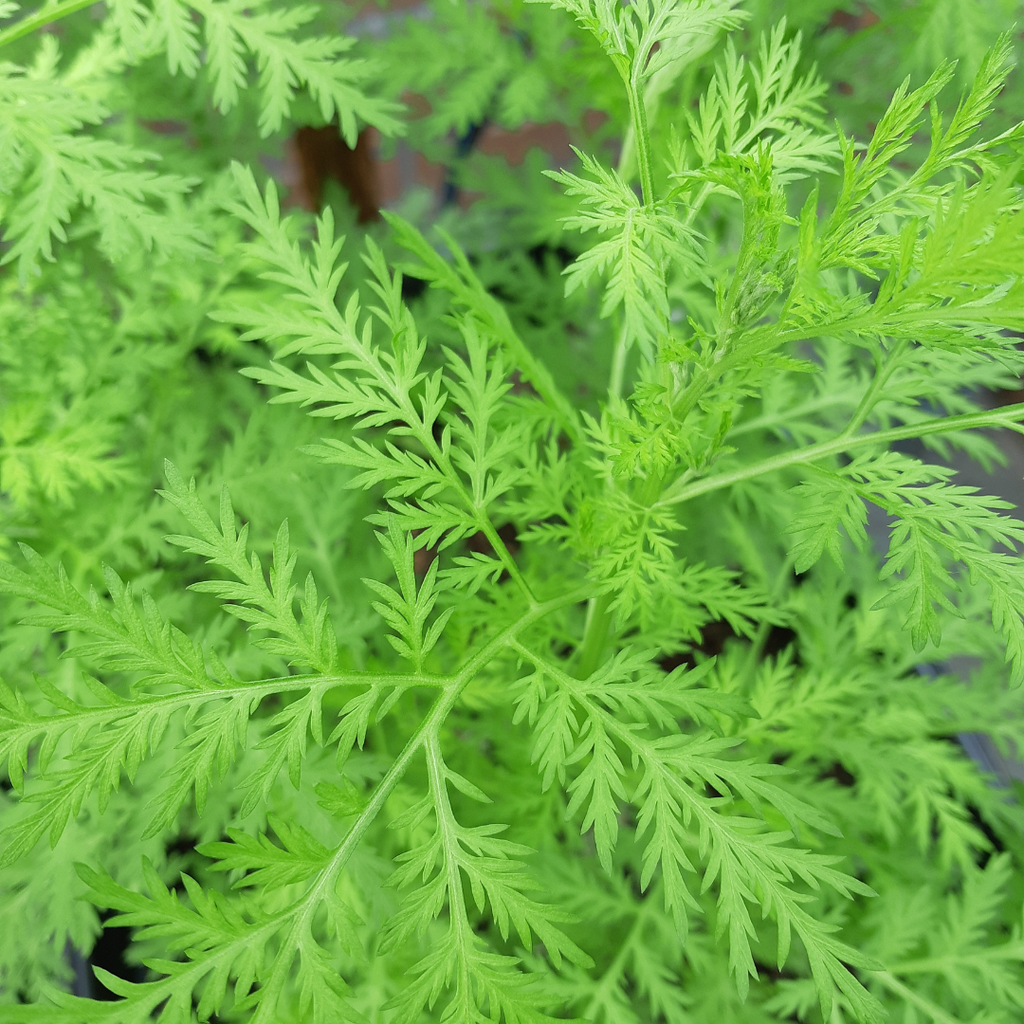 Artemisia Annua