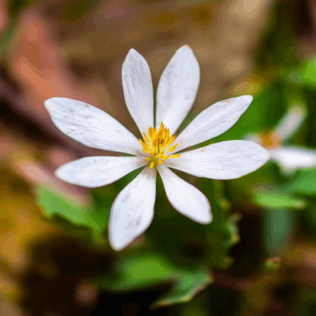 Bloedwortel_kruid_foto