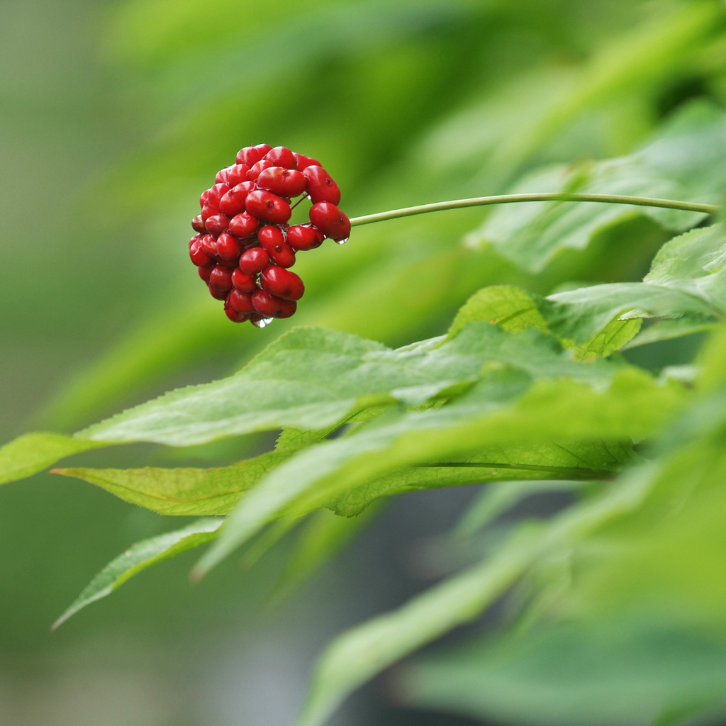 Chinese Ginseng plant