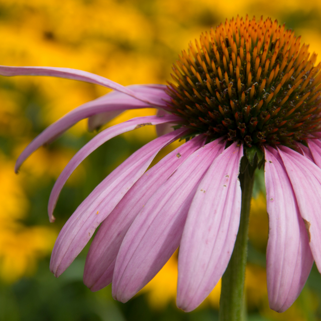 Echinacea plant