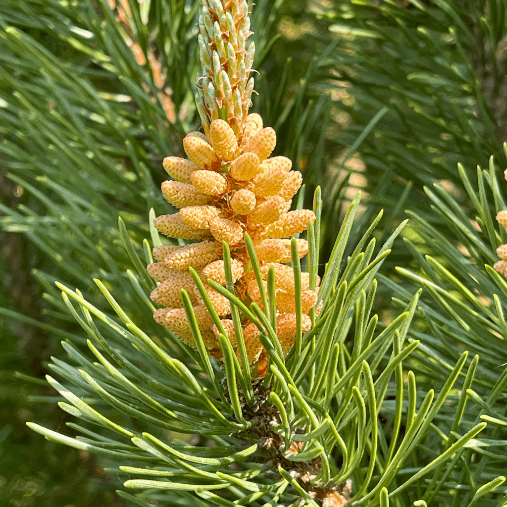 Foto_Grove_Den_Plant