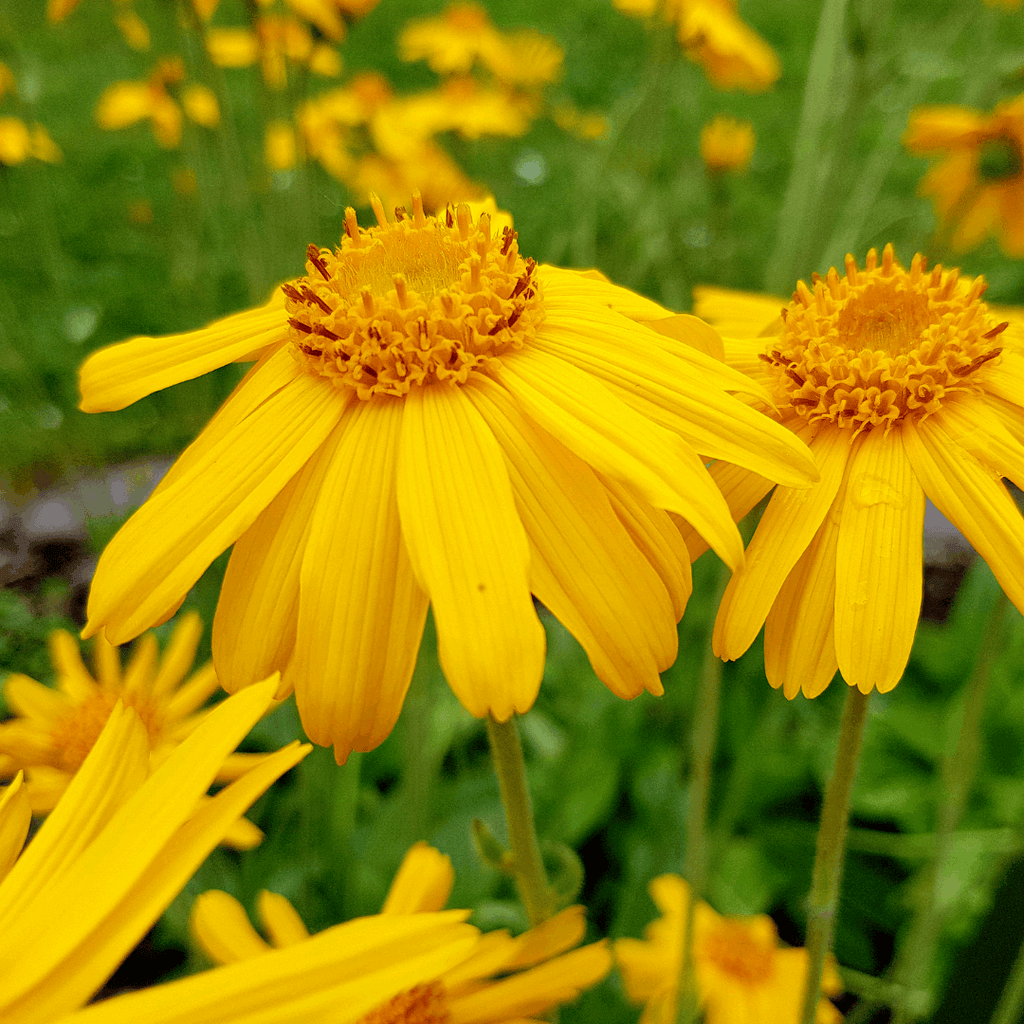 Valkruid plant bloem