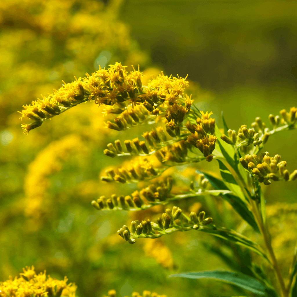 Guldenroede tinctuur