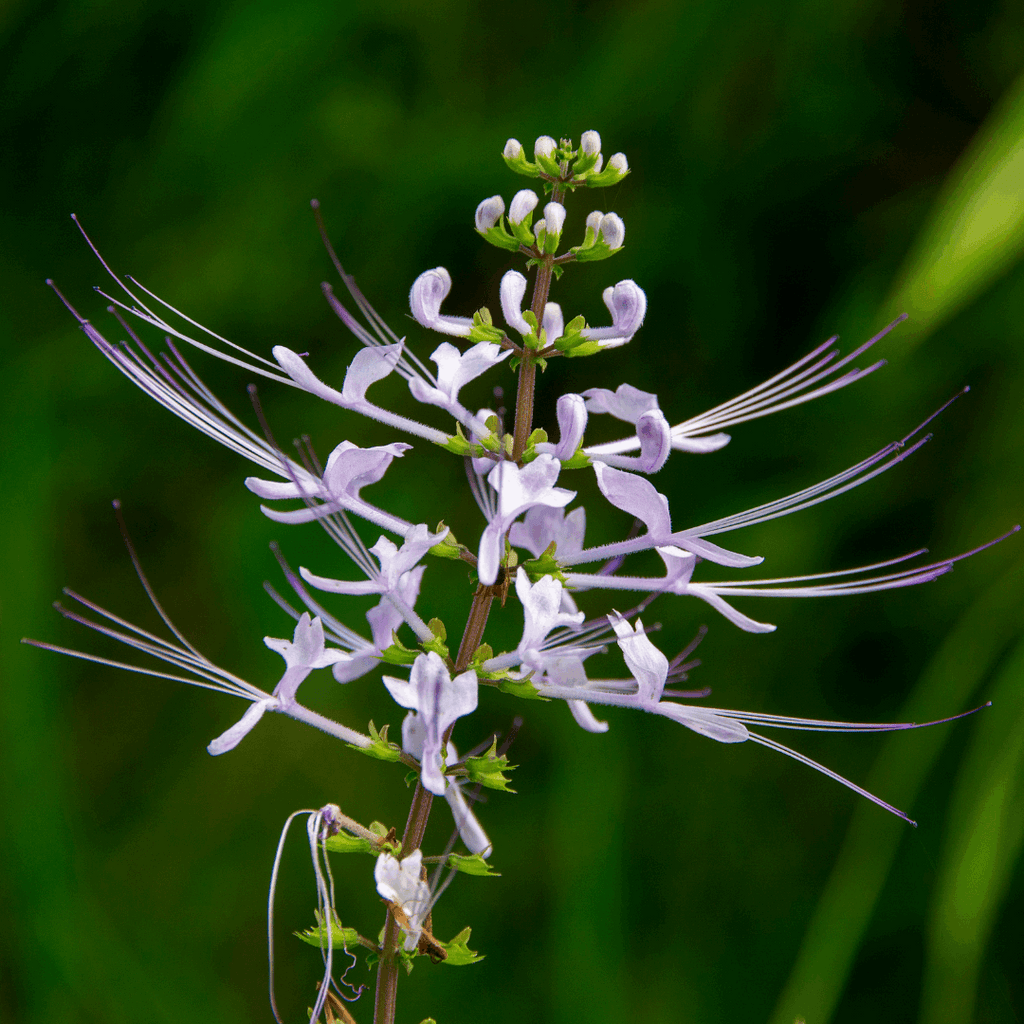 Javaanse nierthee tinctuur