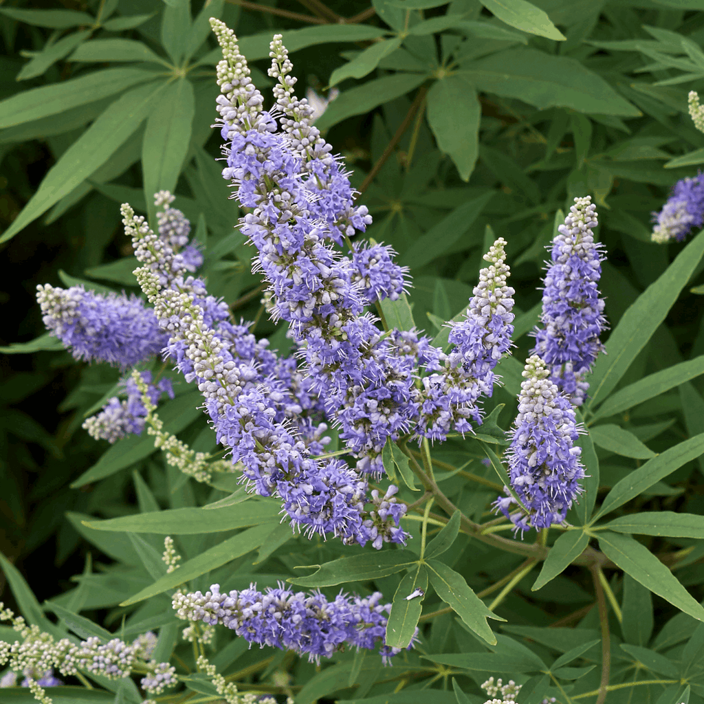 Monnikspeper plant bloem