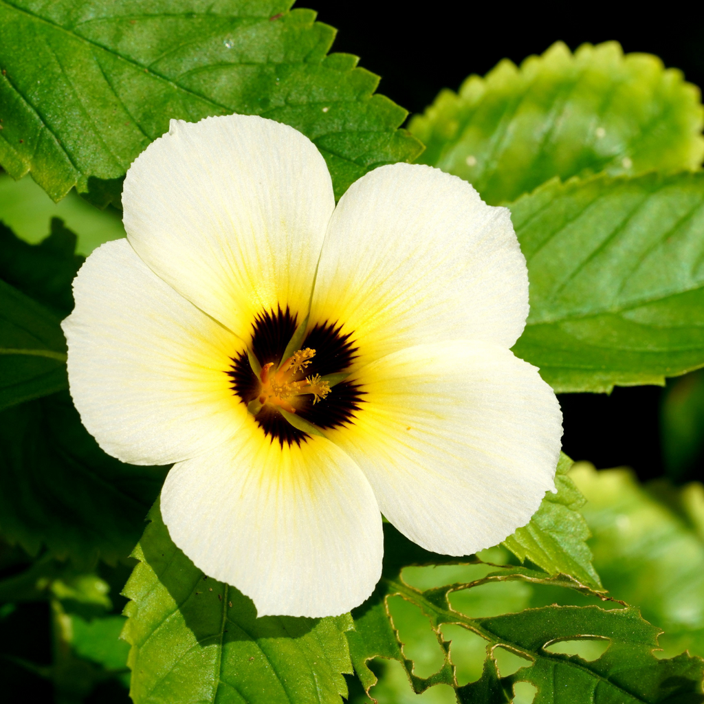 Damiaan plant bloem