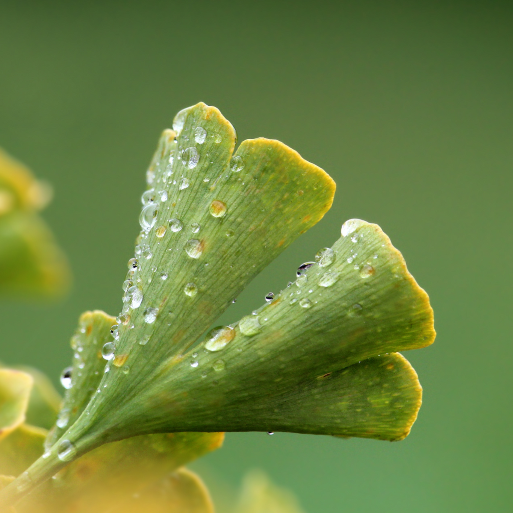 Gingko_Biloba_Plant_foto