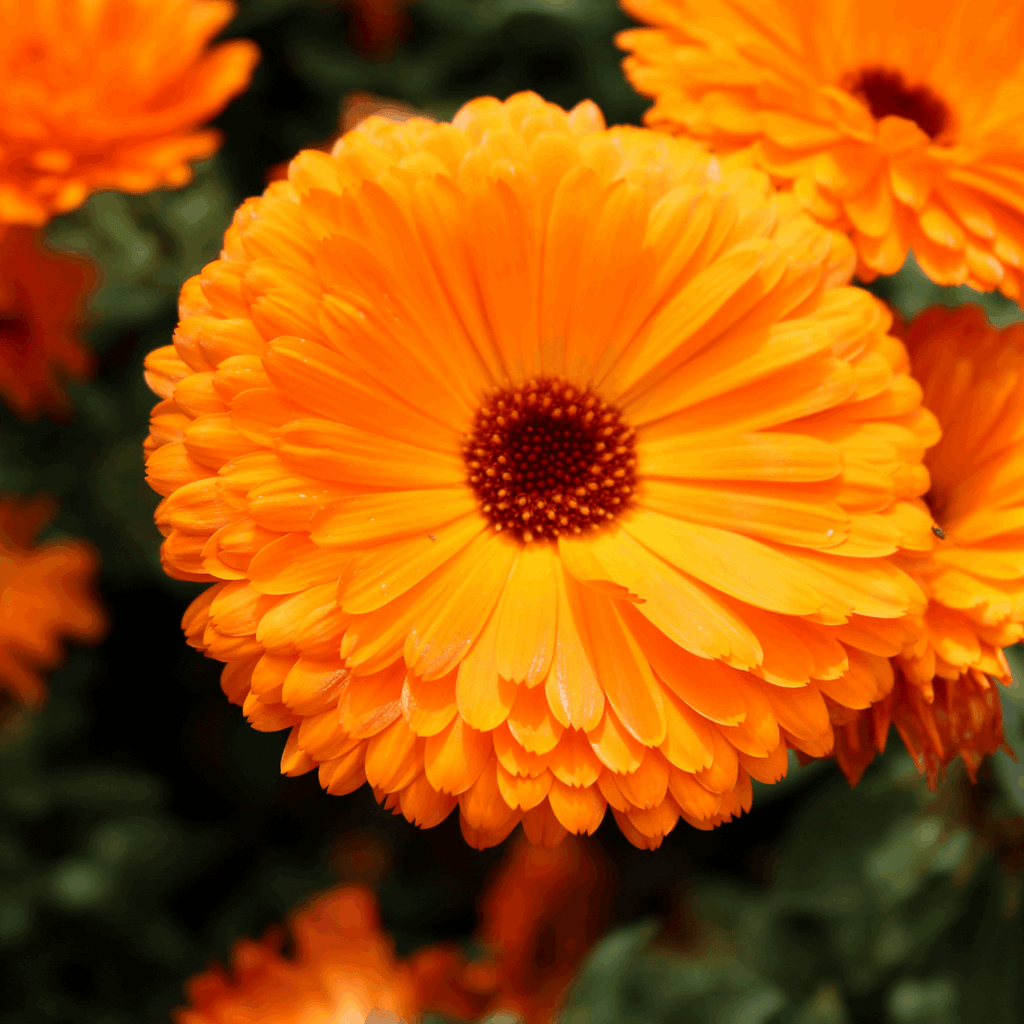 Goudsbloem_foto_plant