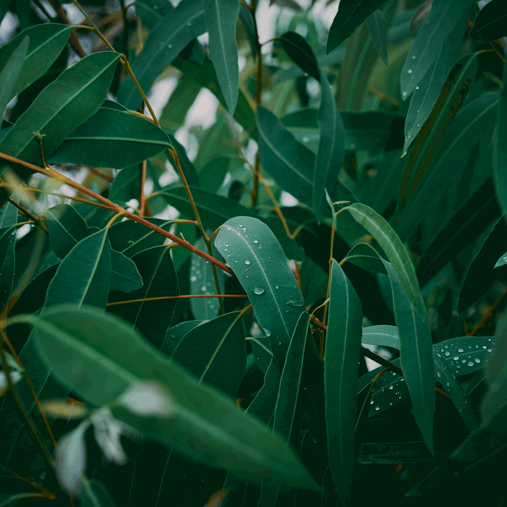 Green_Vitality_Eucalyptus_ingezoomd