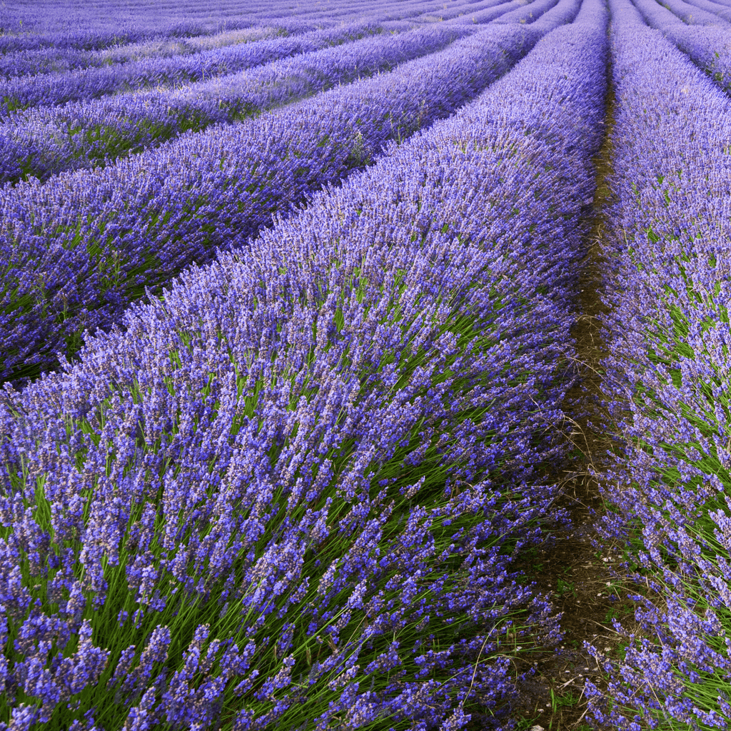 Green_Vitality_Lavendel_veld