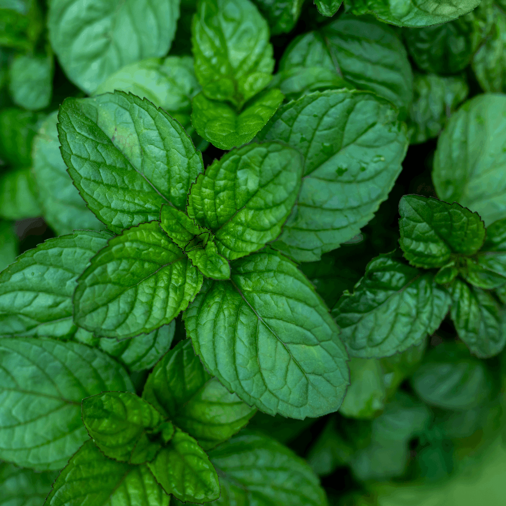 Green_Vitality_Pepermunt_plant