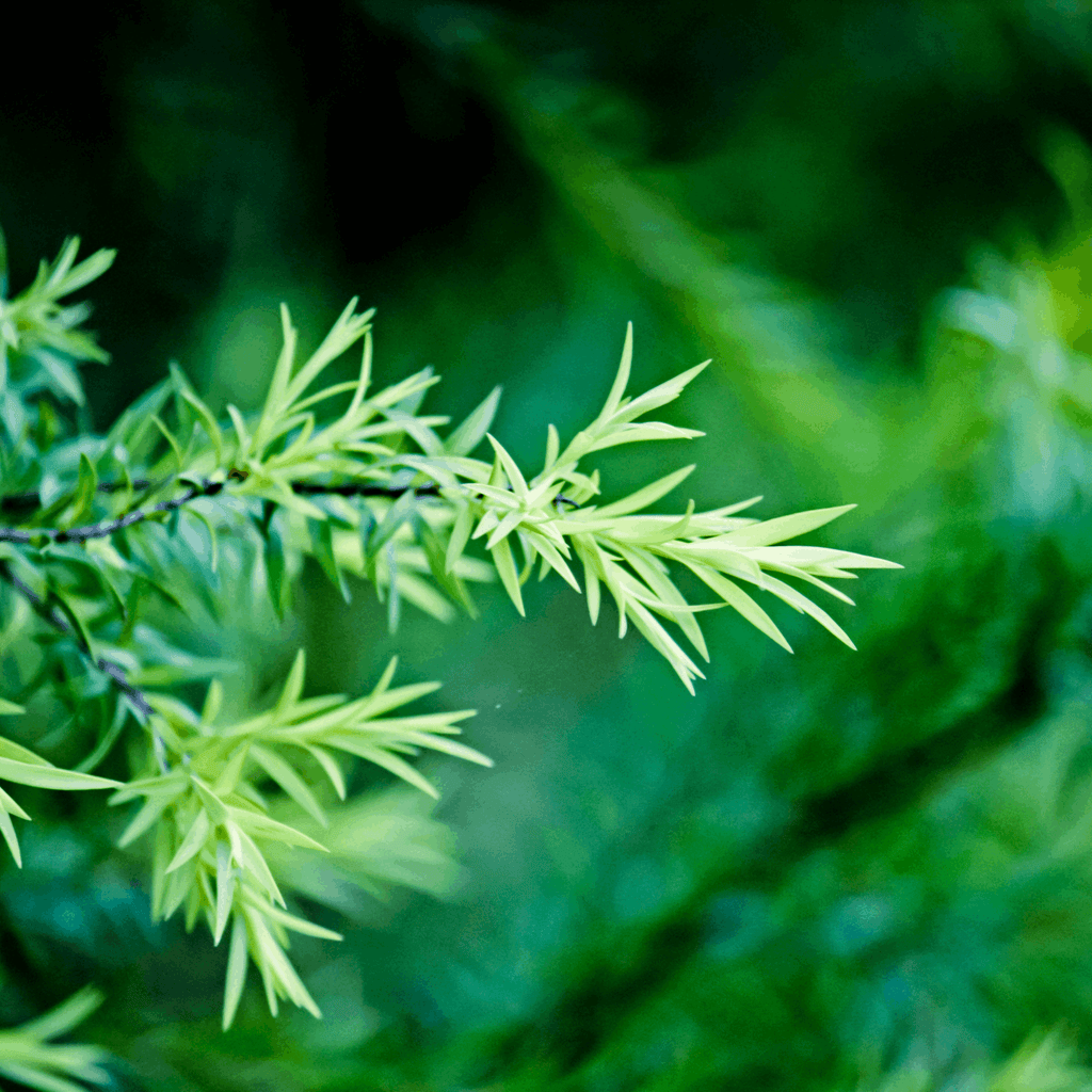 Green_Vitality_Tea_Tree_plant