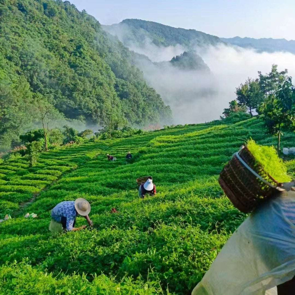 Jiaogulan_Gynostemma_Pentaphyllum production field Hunan China