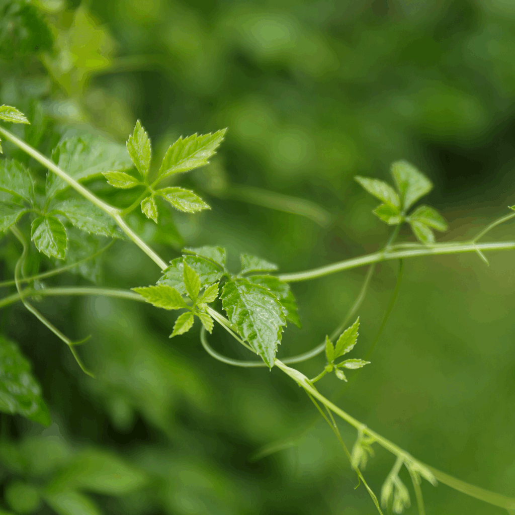 Jiaogulan Gynostemma Pentaphyllum blad