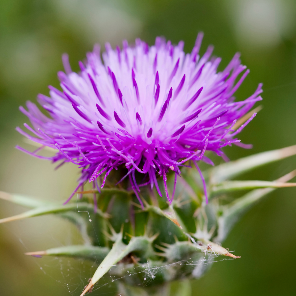 Mariadistel plant bloem