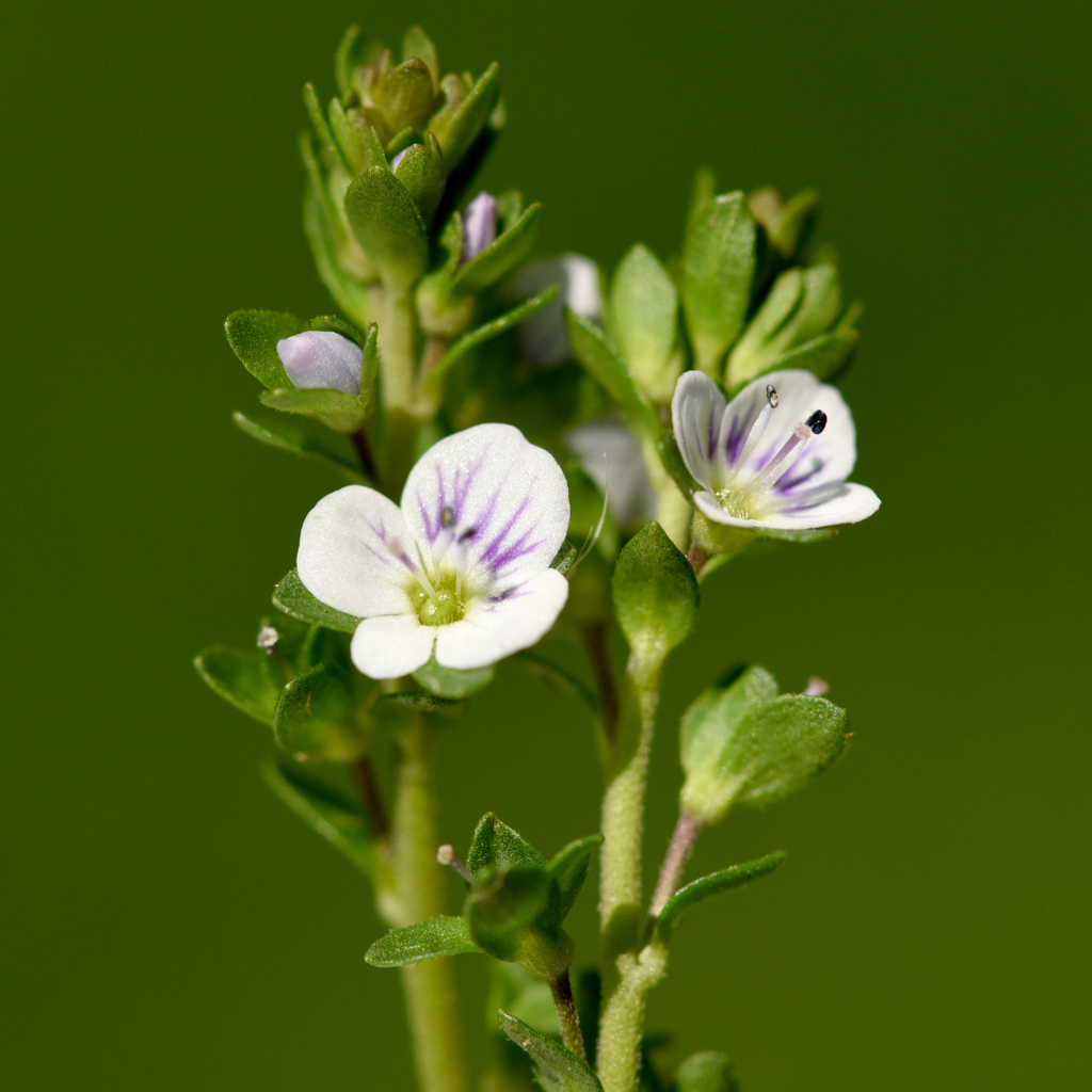 Ogentroost_foto_plant