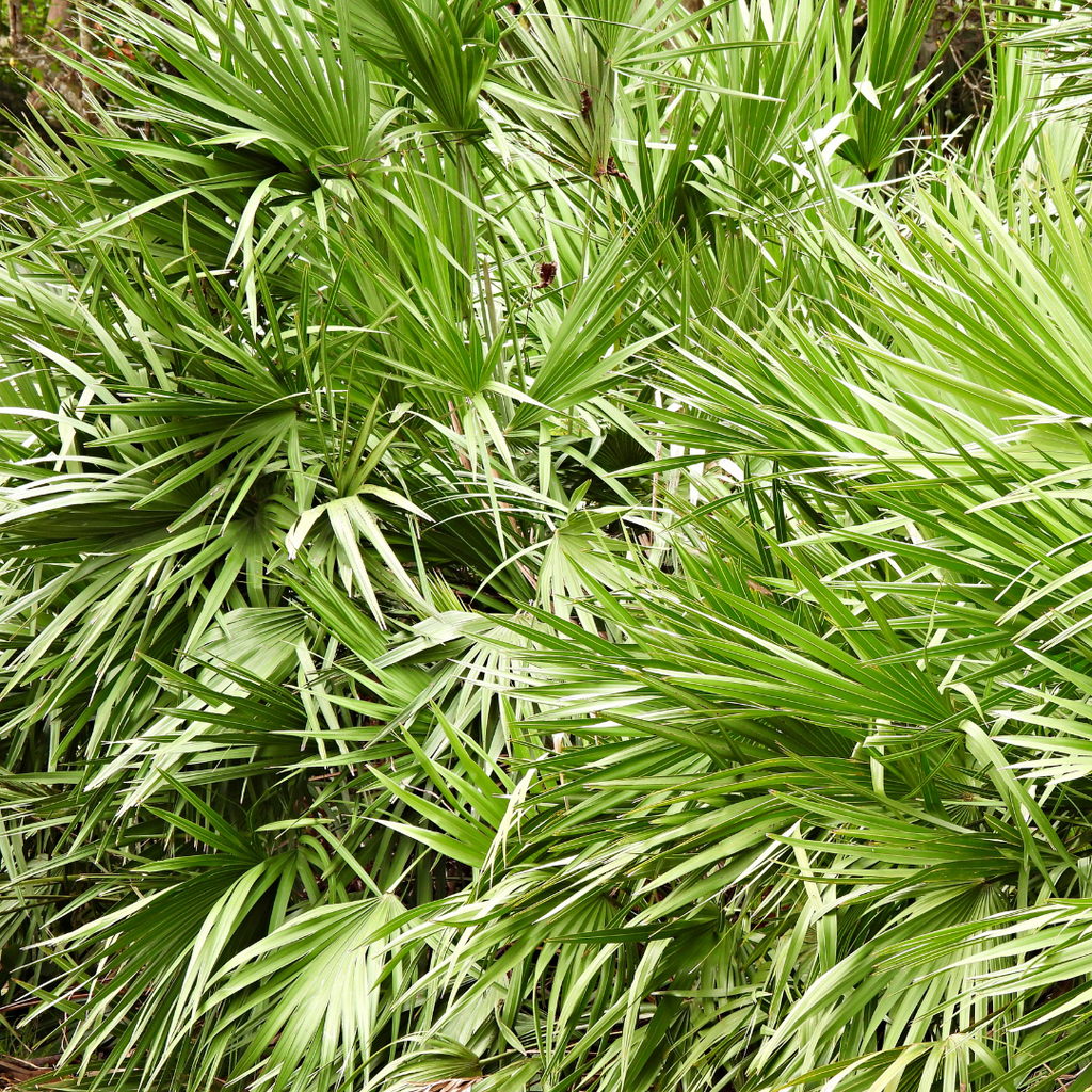 Sabal zaagpalm foto