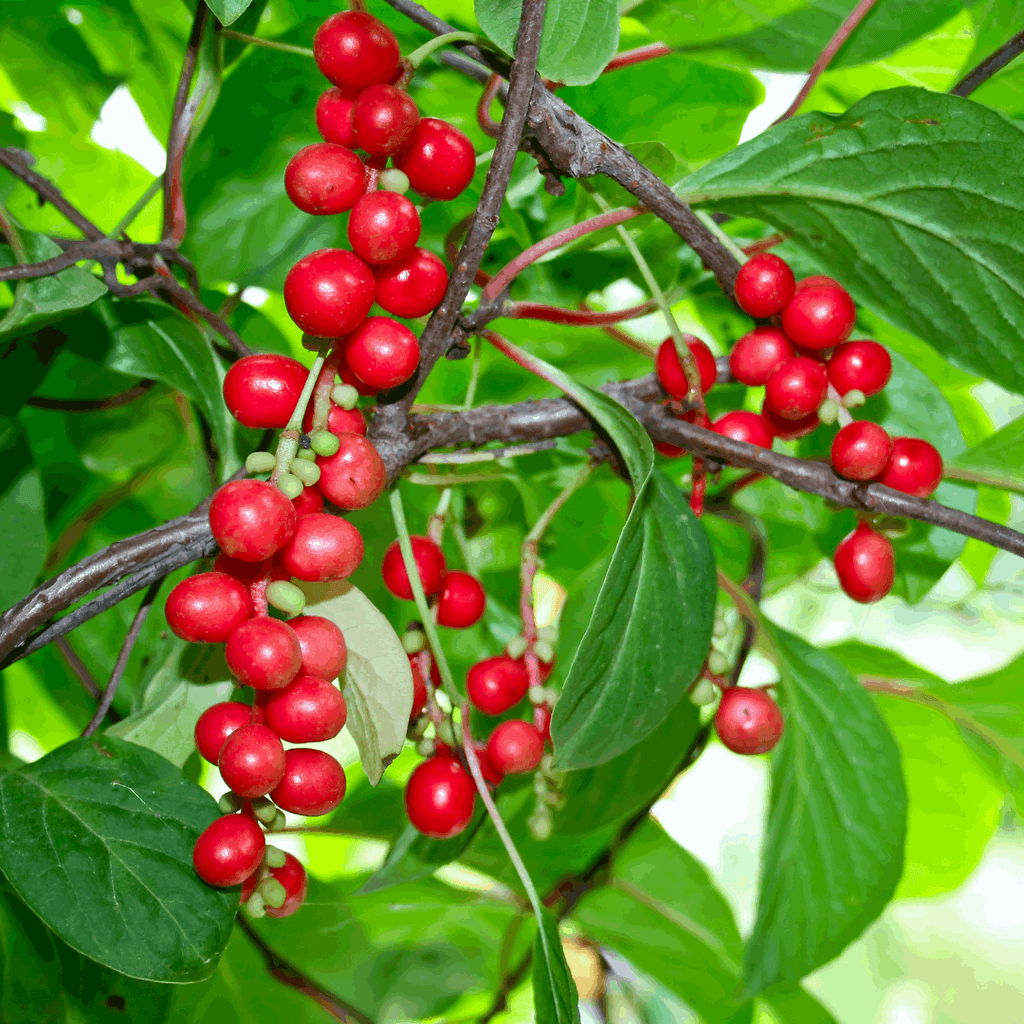 Shisandra_Chinensis_Plant_foto