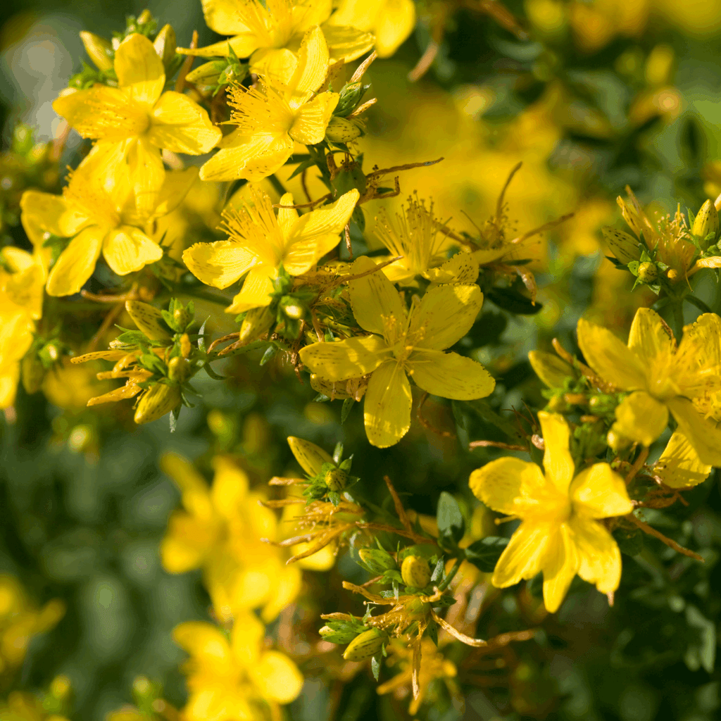 Sint Janskruid tinctuur