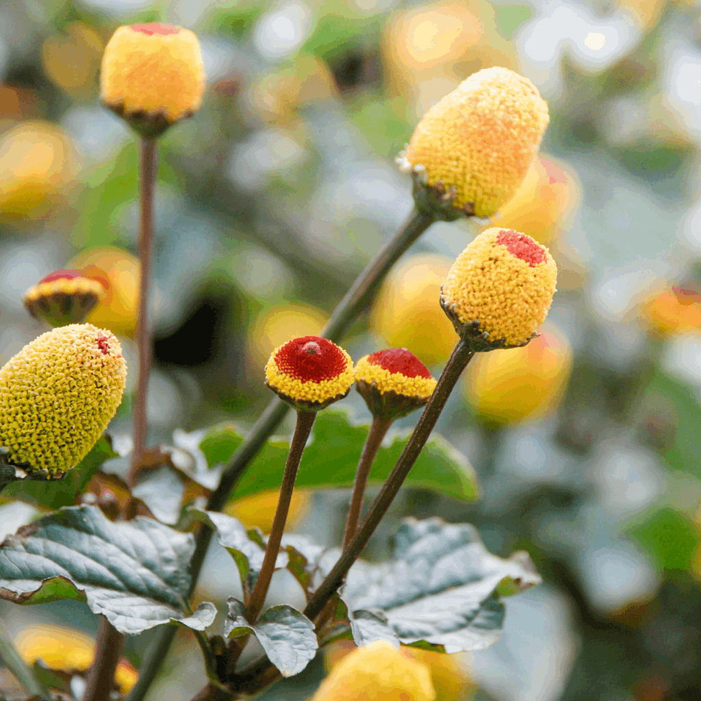 Spilanthes tinctuur (ABC-kruid)