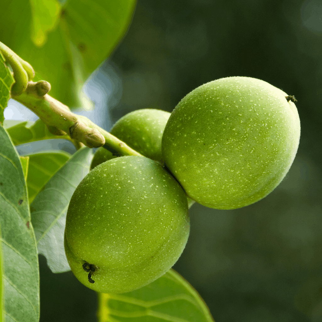 Zwarte walnoot bolster